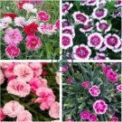 Dianthus Mixed Pinks Perennal Flower 200 Seeds