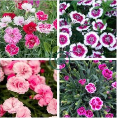 Dianthus Mixed Pinks Perennal Flower 200 Seeds