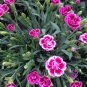 Dianthus Mixed Pinks Perennal Flower 200 Seeds