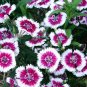 Dianthus Mixed Pinks Perennal Flower 200 Seeds