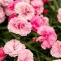 Dianthus Mixed Pinks Perennal Flower 200 Seeds