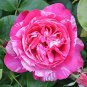 Rare 'Fireball' Rose Shrub Perennial Garden Flower 40 Seeds