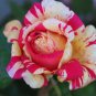 Rare 'Fireball' Rose Shrub Perennial Garden Flower 40 Seeds