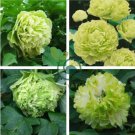 Light Green Peony Tree Flower 10 Seeds