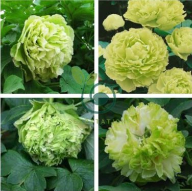 Light Green Peony Tree Flower 10 Seeds