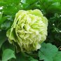 Light Green Peony Tree Flower 10 Seeds