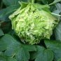 Light Green Peony Tree Flower 10 Seeds