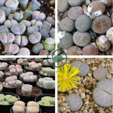 Mixed 9 Types of Lithops pseudotruncatella 20 Seeds