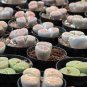 Mixed 9 Types of Lithops pseudotruncatella 20 Seeds