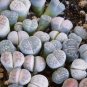 Mixed 9 Types of Lithops pseudotruncatella 20 Seeds