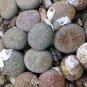 Mixed 9 Types of Lithops pseudotruncatella 20 Seeds