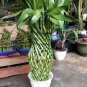 Lucky Bamboo 100 Seeds