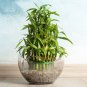 Lucky Bamboo 100 Seeds