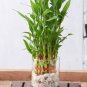 Lucky Bamboo 100 Seeds