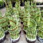 Lucky Bamboo 100 Seeds