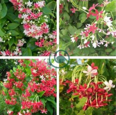 French Provence Quisqualis Bonsai Fragrant Organic Quisqualis 100 Seeds