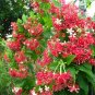 French Provence Quisqualis Bonsai Fragrant Organic Quisqualis 100 Seeds