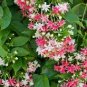 French Provence Quisqualis Bonsai Fragrant Organic Quisqualis 100 Seeds