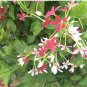 French Provence Quisqualis Bonsai Fragrant Organic Quisqualis 100 Seeds