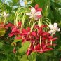 French Provence Quisqualis Bonsai Fragrant Organic Quisqualis 100 Seeds