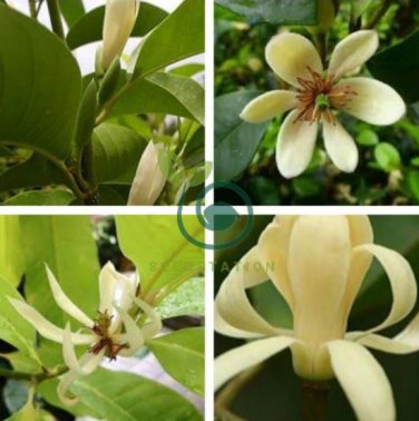 Aromatic Michelia Alba Flower Magnolia 200 Seeds