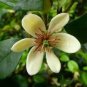 Aromatic Michelia Alba Flower Magnolia 200 Seeds