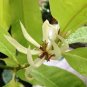 Aromatic Michelia Alba Flower Magnolia 200 Seeds