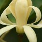 Aromatic Michelia Alba Flower Magnolia 200 Seeds