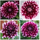 Rare Dark Purple Dahlia Flower With White Edge 100 Seeds