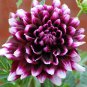 Rare Dark Purple Dahlia Flower With White Edge 100 Seeds