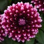 Rare Dark Purple Dahlia Flower With White Edge 100 Seeds