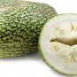 Heirloom Malabar Gourd 16 Seeds