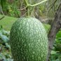Heirloom Malabar Gourd 16 Seeds