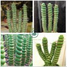 Rare Cactus Seeds Real Succulent Seeds Green Spiral Funny Bonsai Flower Plant 200 Seeds