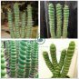 Rare Cactus Seeds Real Succulent Seeds Green Spiral Funny Bonsai Flower Plant 200 Seeds
