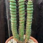Rare Cactus Seeds Real Succulent Seeds Green Spiral Funny Bonsai Flower Plant 200 Seeds