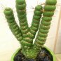 Rare Cactus Seeds Real Succulent Seeds Green Spiral Funny Bonsai Flower Plant 200 Seeds
