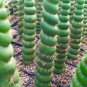 Rare Cactus Seeds Real Succulent Seeds Green Spiral Funny Bonsai Flower Plant 200 Seeds