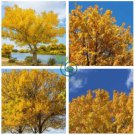 Populus Euphratica  100 Seeds