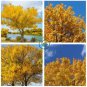 Populus Euphratica  100 Seeds
