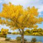 Populus Euphratica  100 Seeds