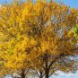 Populus Euphratica  100 Seeds