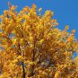 Populus Euphratica  100 Seeds
