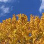 Populus Euphratica  100 Seeds