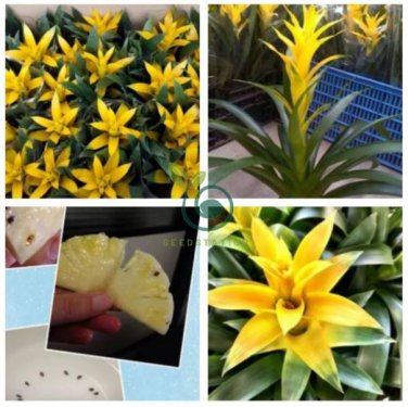 Pineapple Seeds Yellow Ornamental Leaves Bromeliad Plant 40 Seeds