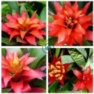 Cactus Bromeliad 40 Seeds