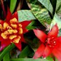 Cactus Bromeliad 40 Seeds