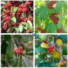 Silver Berry Elaeagnus Umbellata 100 Seeds