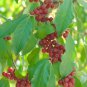 Silver Berry Elaeagnus Umbellata 100 Seeds