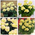 Geranium White Double Petals with Green Centre Ball Typed Bonsai Flowers  20 Seeds